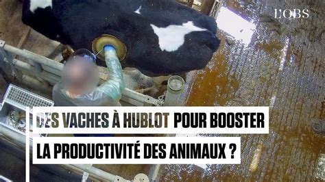 « Vaches à hublot » dans la Sarthe : la nouvelle vidéo choc de L214